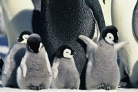 Pingvinek Vándorlása