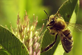 A Méhek Világa
